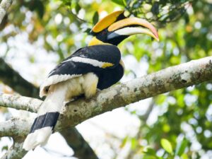 Great Hornbill