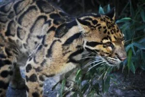 Picture of Clouded Leopard