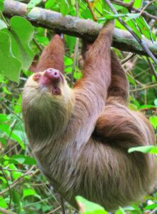 Where to See Sloths in La Fortuna