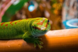 Madagascar Giant Day Gecko