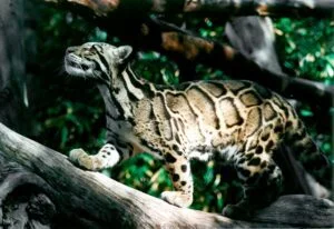 Clouded Leopard