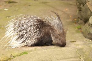 How Far Can a Porcupine Shoot Its Quills