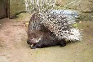 What Sound Does a Porcupine Make