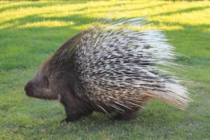 What Sound Does a Porcupine Make