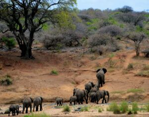 Elephants on Brown Mountain Kruger national park