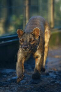 Most Dangerous Animals in Madagascar