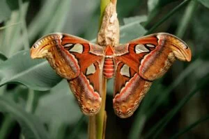 Atlas Moth