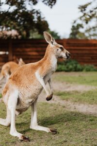 How Fast Can A Kangaroo Run