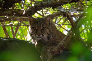 What Does a Bobcat Sound Like?