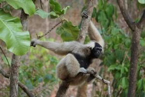 Hoolock Gibbon