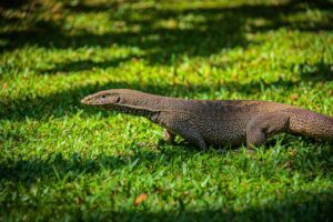 Bengal Monitor