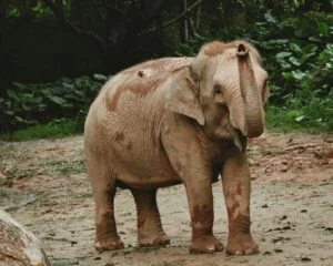 Indian elephant