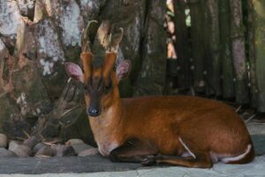 Barking Deer