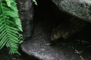 Porcupine in cave