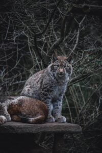 What Does a Bobcat Sound Like