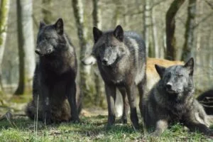 How Far Away Can A Wolf Smell Its Prey