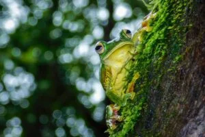 Malabar Gliding Frog on a Tree Branch