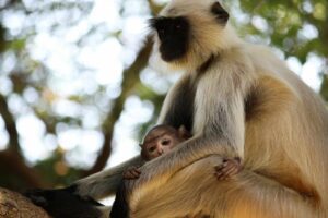 Capped Langur