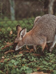 How Fast Can A Kangaroo Run