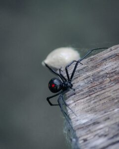 Black Widow Spider