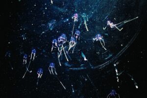 Box jellyfish