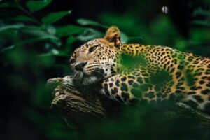 Jaguar picture