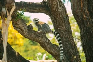 Wildlife in Hawaii