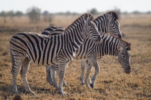 What Sound Does a Zebra Make?