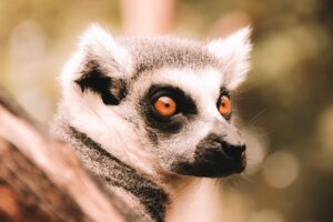 Where to See Lemurs in Madagascar