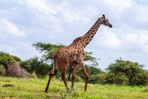 What Sound Does a Giraffe Make