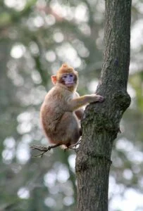 Monkey on tree