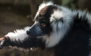 black-and-white ruffed lemurs