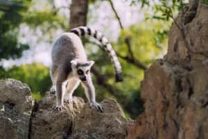 Where to See Lemurs in Madagascar