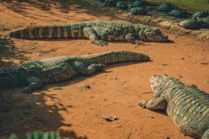 Crocodiles resting