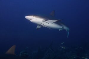 Bull shark image