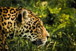 Jaguar in Costa Rica 