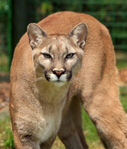 Puma in Costa Rica