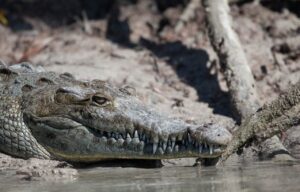 The Top 10 Most Dangerous Animals in Costa Rica