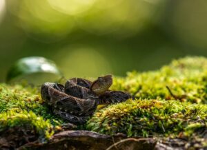 fer-de-lance snake