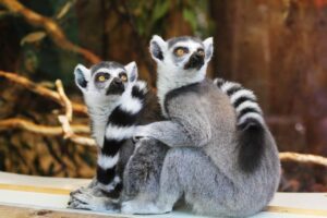 The Top 12 Animals That Can Only Be Found in Madagascar