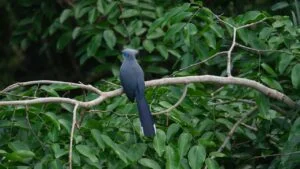 Blue coua Bird