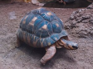 radiated tortoise