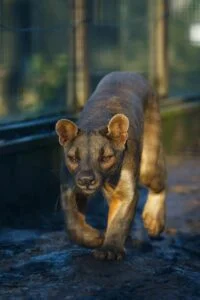 Fossa
