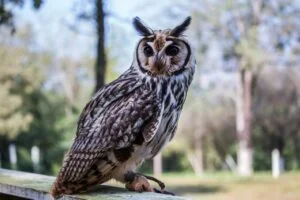 Madagascar Long-eared Owl