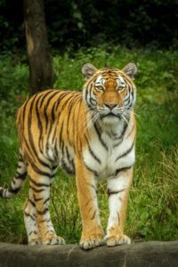 Where to See Wild Tigers in India (10 Places)