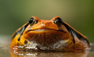 Tomato Frog