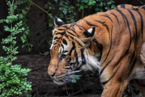 Where to See Wild Tigers in India (10 Places)