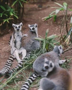 The Top 12 Animals That Can Only Be Found in Madagascar