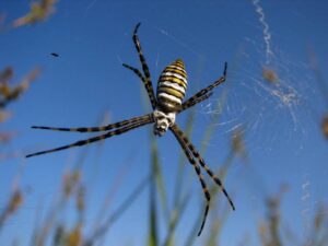 Banded Garden Spider