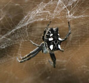 Tropical Tent-web Spider